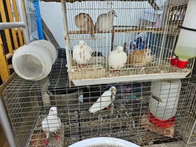 Oxnard Seed & Feed, Google photo 3